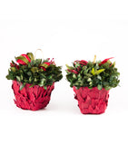 Estuche con 2 Piezas de Cache Pot de Hoja de Laurel Redwood