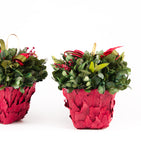 Estuche con 2 Piezas de Cache Pot de Hoja de Laurel Redwood