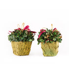 Estuche con 2 Piezas de Cache Pot de Hoja de Laurel Martha Sophia