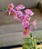 Orquideario con Phalaenopsis Rosa Artificial en Base Cuadrada de Vidrio con Agua Acrílica