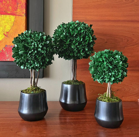 Topiarios Preservados