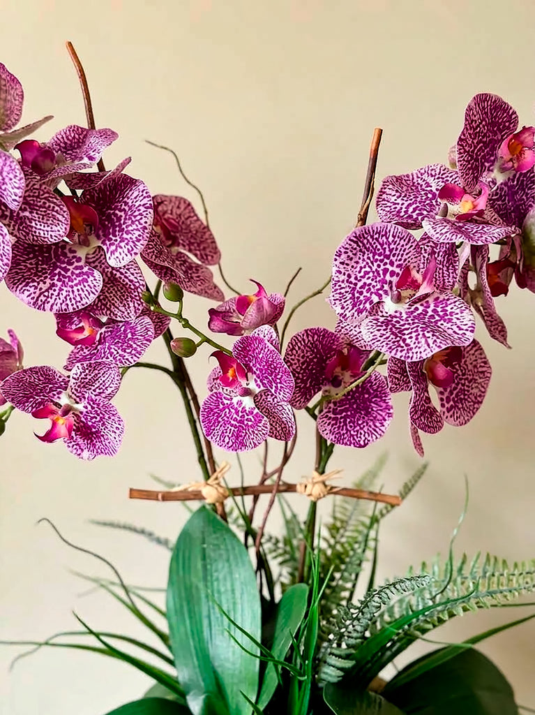 Orquideario con Phalaenopsis Moteada en Base de Concreto