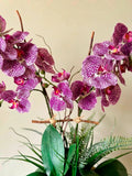 Orquideario con Phalaenopsis Moteada en Base de Concreto
