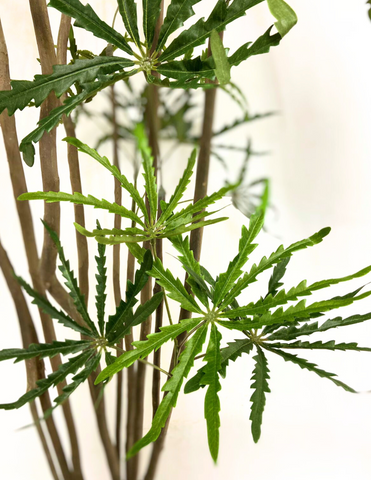 Planta Aralia Elegantísima ArtificIal de en Base Fibra de Vidrio