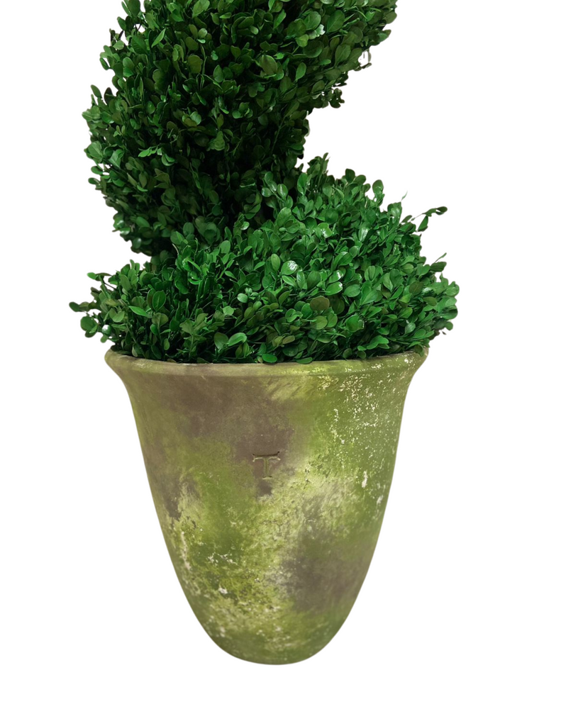 Topiario Espiral Preservado Arrayan Grande en Base de Cerámica Color Musgo Tabaco