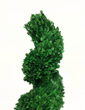 Topiario Espiral Preservado Arrayan Grande en Base de Cerámica Color Musgo Tabaco