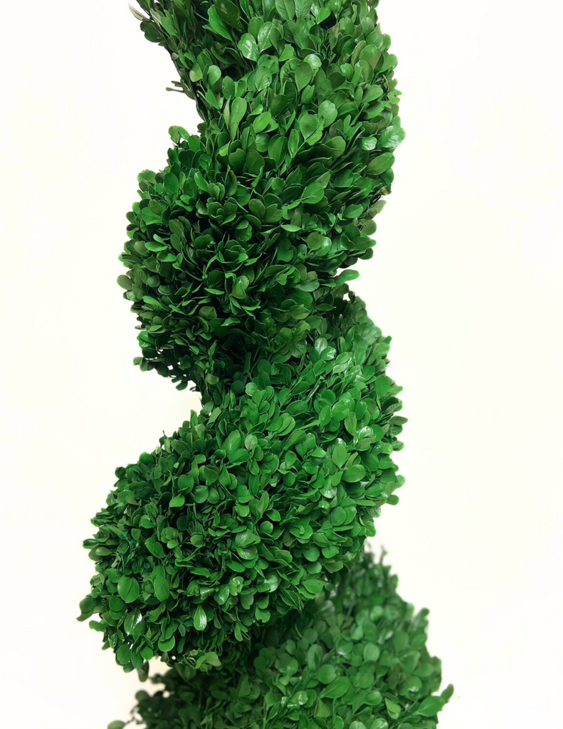 Topiario Espiral Preservado Arrayan Grande en Base de Cerámica Color Musgo Tabaco
