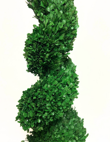Topiario Espiral Preservado Arrayan Grande en Base de Cerámica Color Musgo Tabaco