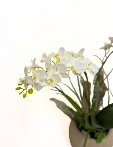 Orquideario con Cinco Mini Phalaenopsis Blancas Artificiales en Base Tipo Cantera
