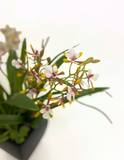 Orquideario con Mini Catleya Artificial en Base de Cerámica