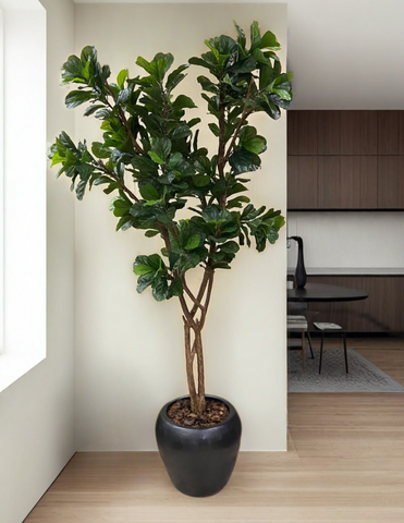 Ficus Pandurata Artificial De 2.40 mts. de Alto En Base de Cerámica