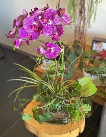 Orquideario con Phalaenopsis Fucsia Artificial en Base Cuadrada de Vidrio con Agua Acrílica