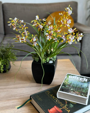 Orquideario con Mini Catleya Artificial en Base de Cerámica