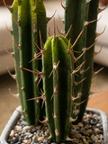 Cactus Artificiales en Base Cantera (Única Pieza)