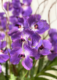 Orquideario con Vanda Orchid Artificial en Cilindro de Vidrio con Agua Acrílica