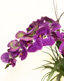 Orquideario con Phalaenopsis Fucsia Artificial en Cilindro de Vidrio con Agua Acrílica