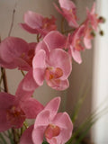 Orquideario con Phalaenopsis Rosa y Follajes Artificiales en Base de Cerámica