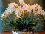 Orquideario Grande con Mini Phalaenopsis y Follajes Artificiales en Base Tipo Espejo
