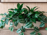 Jardinera Grande a 3/4 con Aglonema y Scindapsus Artificial en Base Rectangular