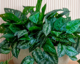 Jardinera Chica a 3/4 con Aglonema y Scindapsus Artificial en Base Rectangular