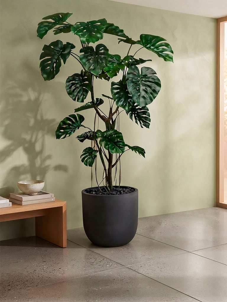 Planta Monstera de 2.50 Mts Artificial en Base Fibra de Arcilla Negro Grafito