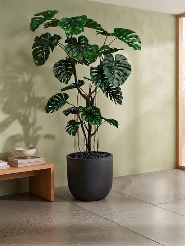 Planta Monstera de 2.50 Mts Artificial en Base Fibra de Arcilla Negro Grafito