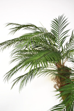 Palma Areca 1.80 Mts en Base Tibor Chica de Fibra de Vidrio