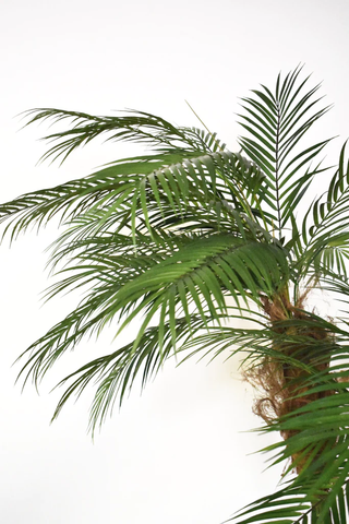 Palma Areca 1.80 Mts en Base Tibor Chica de Fibra de Vidrio