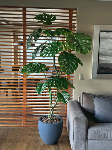 Planta Monstera de 2.10 mts Artificial en Base Tibor Chico de Fibra de Vidrio