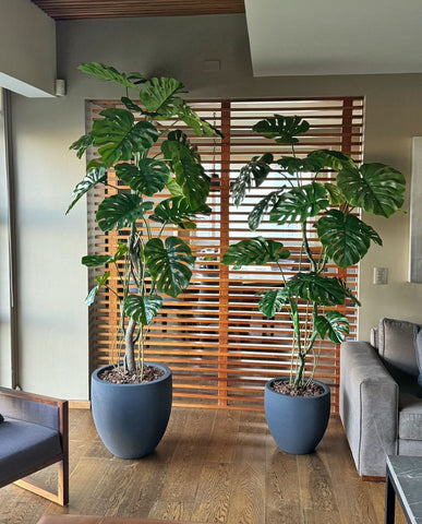 Planta Monstera de 2.40 mts Artificial en Base Tibor Mediano de Fibra de Vidrio