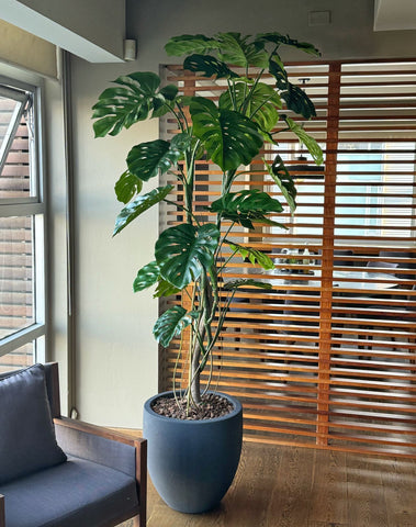 Planta Monstera de 2.40 mts Artificial en Base Tibor Mediano de Fibra de Vidrio