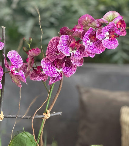 Orquideario con Phalaenopsis Moteada Artificial en Base Tipo Cantera