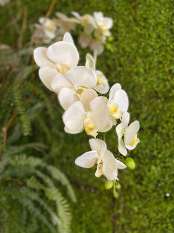 Orquideario con Phalaenopsis Blancas Artificiales en Florero de Vidrio con Agua Acrílica