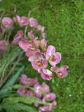 Orquideario con Phalaenopsis Rosas Artificiales en Florero de Vidrio con Agua Acrílica