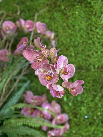 Orquideario con Phalaenopsis Rosas Artificiales en Florero de Vidrio con Agua Acrílica