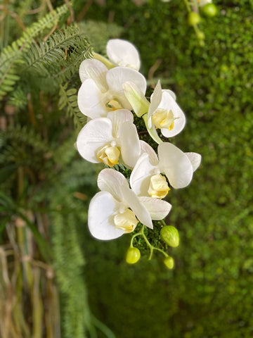 Orquideario con Phalaenopsis Blancas Artificiales en Florero de Vidrio con Agua Acrílica