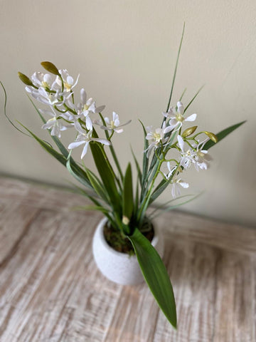 Orquideario con Mini Catleya Blanca Artificial en Base Tipo Cantera