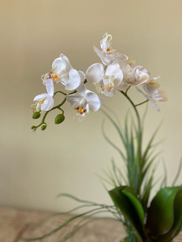 Orquideario con Mini Phalaenopsis Blanca Artificial en Base Tipo Cantera