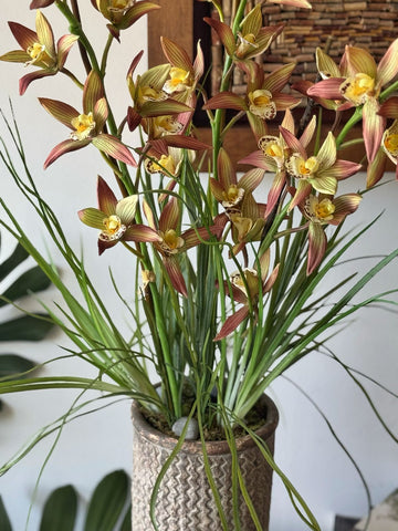 Orquideario con Cymbidium y Follajes Artificiales en Base Cantera