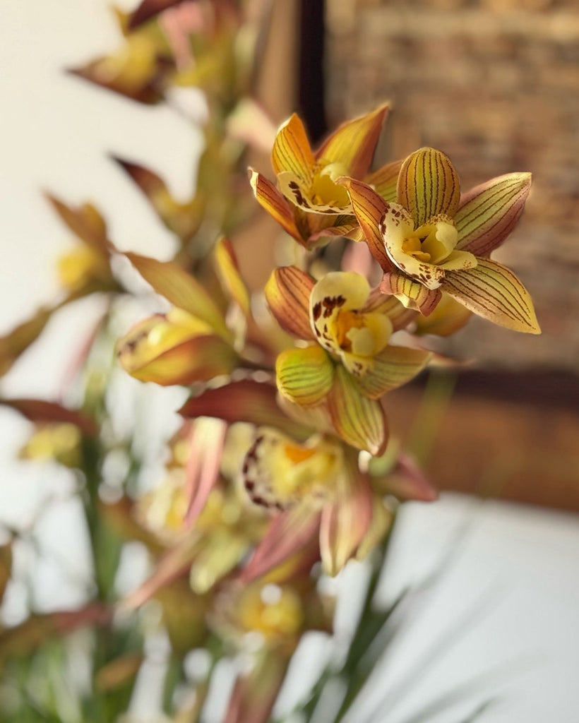 Orquideario con Cymbidium y Follajes Artificiales en Base Cantera