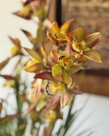 Orquideario con Cymbidium y Mini Catleya Artificiales en Base Tipo Espejo