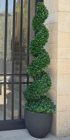 Topiario Espiral Preservado Arrayan de 2.50 mts en Tibor Mediano