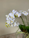 Orquideario con Mini Phalaenopsis y Follajes Artificiales en Base Rectangular de Vidrio