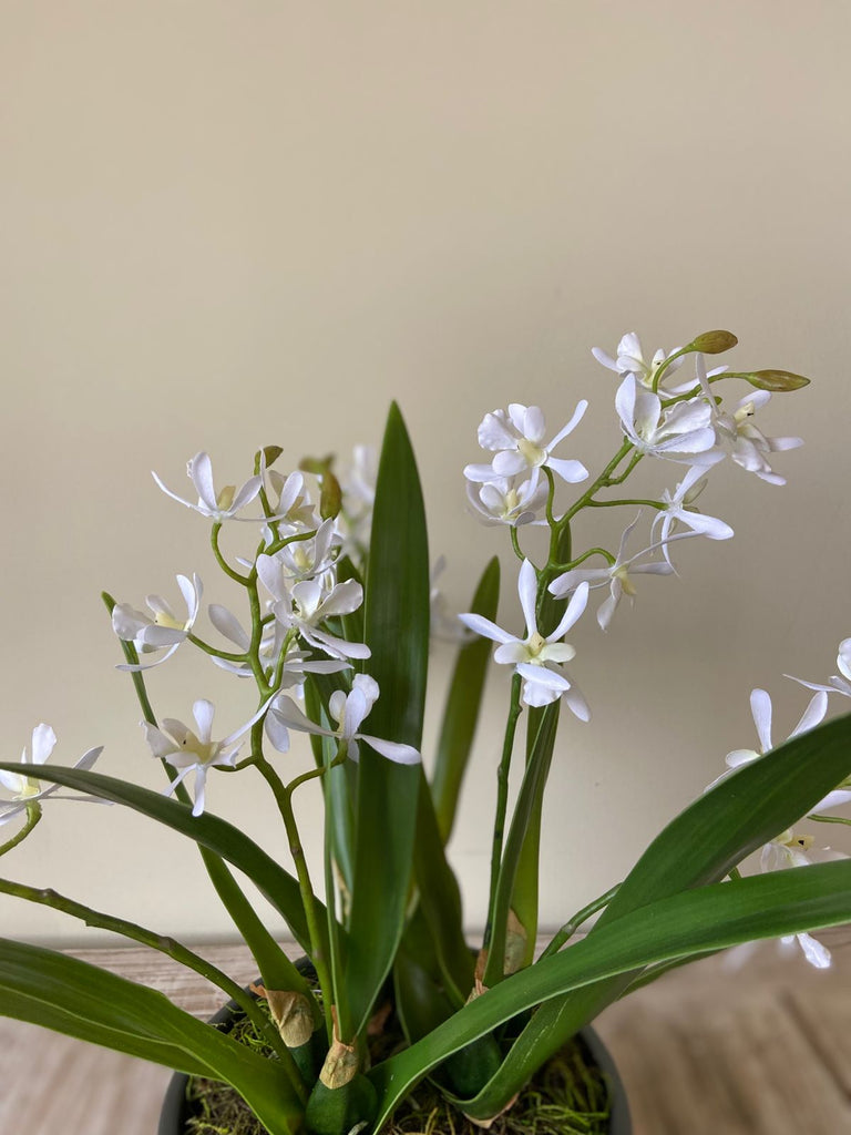 Orquideario con Mini Catleya Artificial en Base de Cerámica