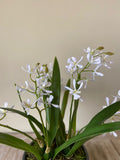 Orquideario con Mini Catleya Artificial en Base de Cerámica