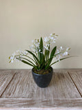Orquideario con Mini Catleya Artificial en Base de Cerámica