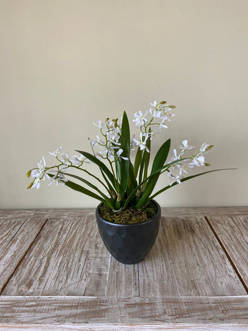 Orquideario con Mini Catleya Artificial en Base de Cerámica
