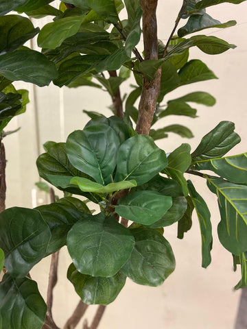 Ficus Pandurata Artificial De 2.40 mts. de Alto En Base de Cerámica