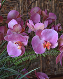 Orquideario con Phalaenopsis Rosas y Follajes Artificiales en Florero de Vidrio con Agua Acrílica