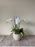 Orquideario con Mini Phalaenopsis y Follajes Artificiales en Base Cantera